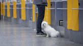Man Charged With Abandoning Dog at Pittsburgh Airport