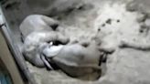 CCTV footage of cuddling elephants gives insight into sleeping habits