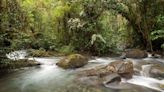 This Ecuadorian forest thrived amid deforestation after being granted legal rights