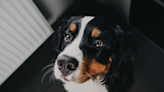 Bernese Mountain Dog’s Attempt to Beg Without Being Obvious Is Making Everybody Smile