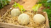 Knowing when to pick cantaloupes all comes down to your senses – learn how to use this tried-and-tested technique