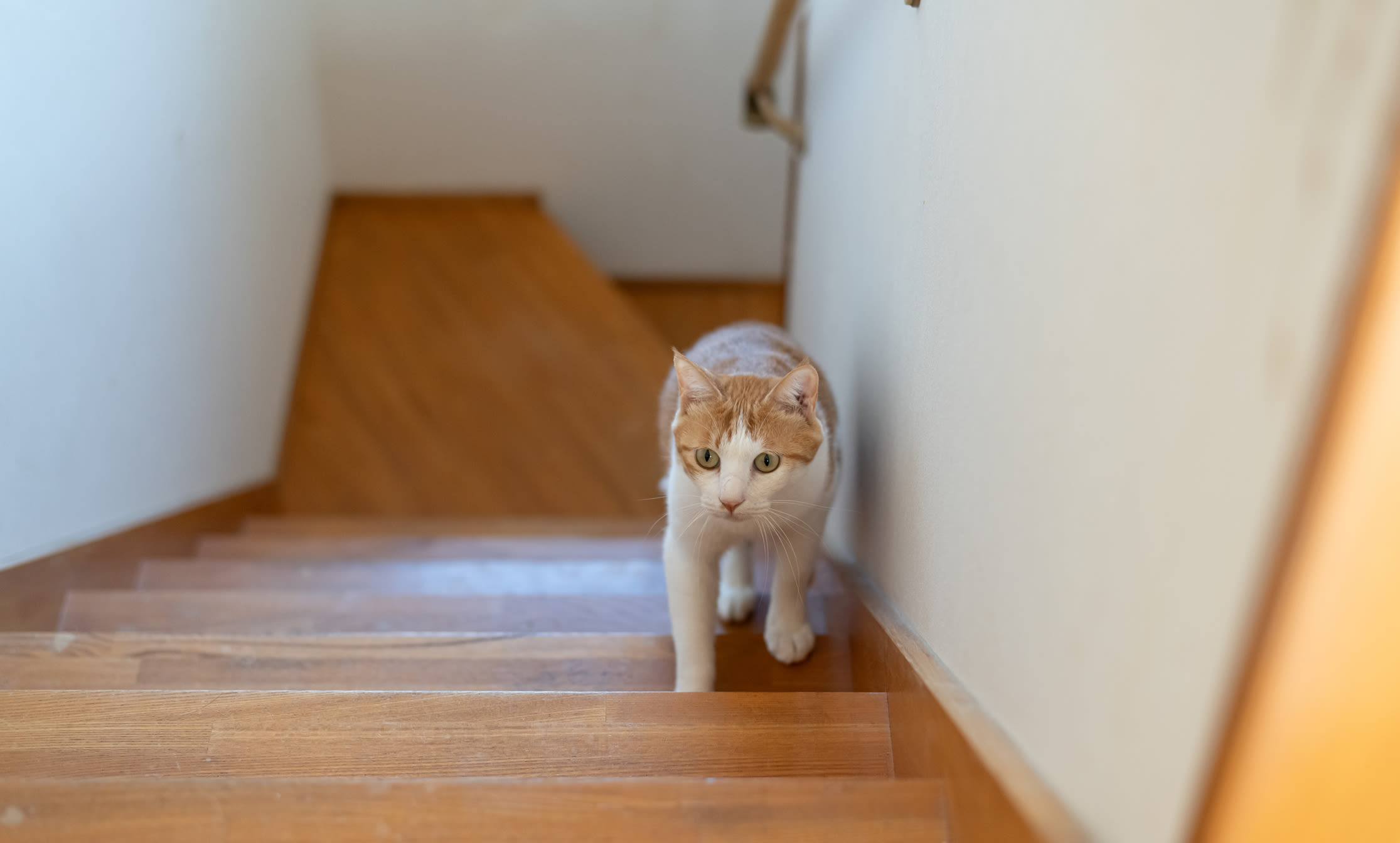 Hysterics at way clingy orange cat calls for owner: "Hug him please"