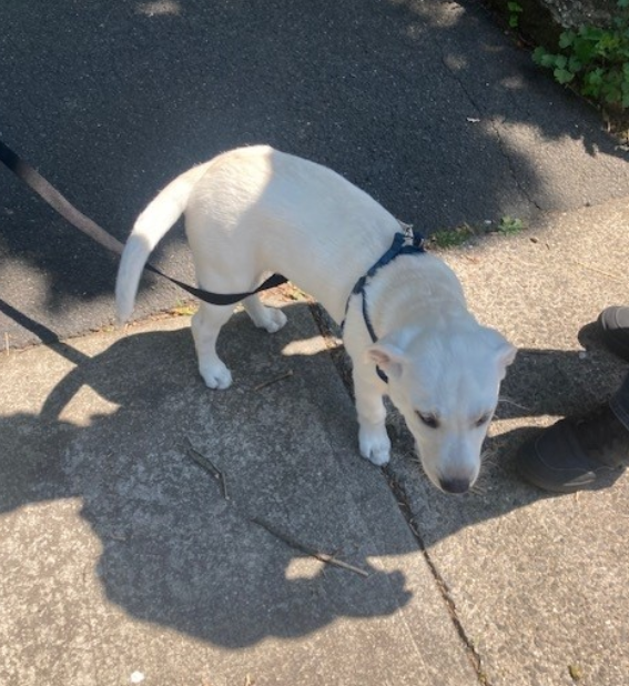 New Rochelle woman charged with animal abandonment after leaving puppy in street