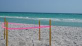 Longboat Key Turtle Watch records first nests of 2024 | Your Observer