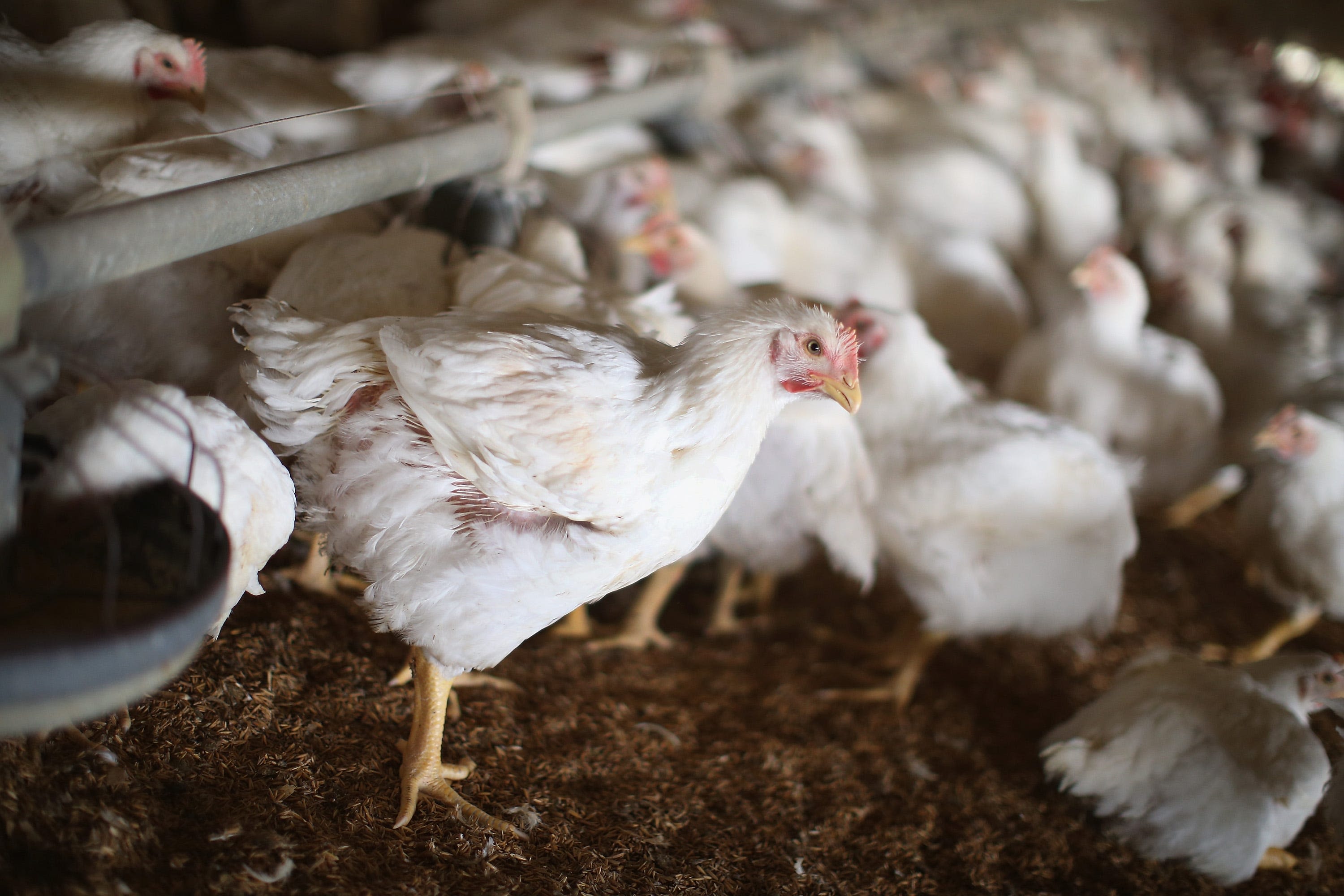 Iowa's first bird flu outbreak in 2024 detected at 4.2 million-chicken egg farm