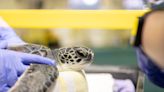 Saving sea turtles at the Animal Care and Rescue Center