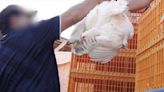 Denuncian “crueldad animal” en la industria del huevo