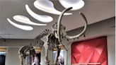 Participa para darle nombre al mamut del Museo de Santa Lucia