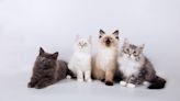 Looking for a New Feline Friend? Check Out These Cutest Cat Breeds