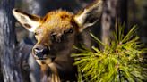 Tourists mob elk for photos at Grand Canyon – it doesn't go well