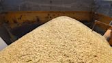 Arroz importado da Tailândia chega ao Brasil na primeira quinzena de julho, dizem indústrias