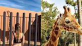 Organización “Salvemos a Benito” buscaría salvar a jirafa de Jorge Hank Rhon en Tijuana