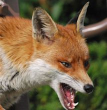 The Fox Free Photo Download | FreeImages