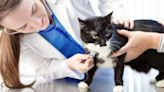 Epileptic Seizures in Cats: Symptoms, Causes, & Treatments