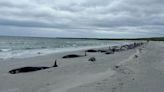 Hallan al menos 77 ballenas varadas en una playa de Escocia