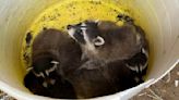 Demolition crew saves abandoned litter of baby raccoons in Utah