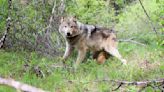 Outdoors notes: Central Washington wolf populations decreasing