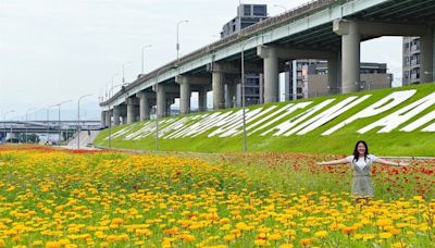 3公頃花海進入盛開期 快來新北「這公園」賞花