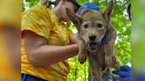 4 wolf pups at NC Zoo healthy after 6-week checkup