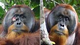 Wild Orangutan Uses Herbal Medicine to Treat His Wound