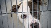 What is the least trusted dog breed owner in Florida, and why is it pit bull owners?