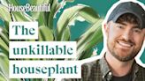 Aspidistra, aka the unkillable cast-iron plant