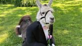 Llama Dressed as Groomsman Delights Guests at New York Wedding