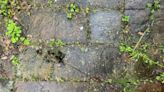 Paving professional shares best tip to kill 'persistent' patio weeds