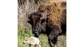 Pueblos originarios honran el nacimiento de una insólita cría de búfalo blanco en Yellowstone