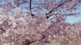 ARLINGTON NATIONAL CEMETERY: EARLY YEARS