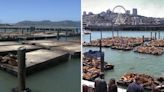 San Francisco's Pier 39 repairs docks amid surge in sea lions