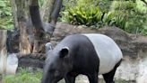 日馬來貘抵台「已無生命跡象」動物園：將解剖釐清原因