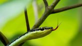 Quel est le nom du bébé serpent ?