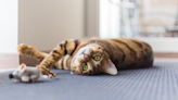 Bengal Cat Uses Fancy Coffee Maker Like a Regular Barista