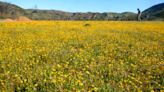 Plan your weekend: 5 ways to celebrate outdoors from a Ventura festival to a beach cleanup