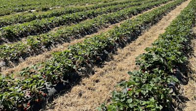 Weather boosting strawberry crop for Kentucky orchard