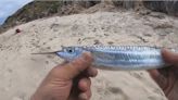 Fish pierces surfer’s nose while he sat on surfboard