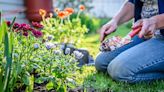 HER | Dig, Divide, and Boost Your Garden’s Beauty | Texarkana Gazette