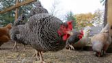 Belleville follows metro-east trend by lifting decades-old ban on backyard chickens