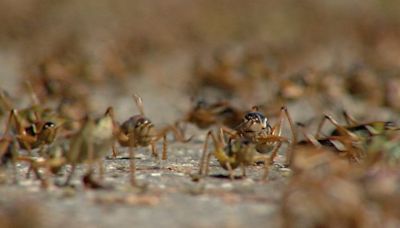 ‘Worst I have ever seen it’: Mormon crickets march on northern Nevada town