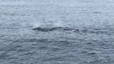 9頭抹香鯨花蓮集體現蹤 可能因賞鯨船航班減、干擾少