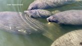 Manatee Sighting Network upgrades website to make reporting easier