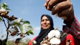 Comment: How regenerative cotton farming can transform lives as well as the apparel sector