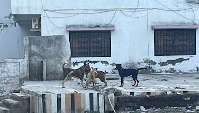 Auranagabad: Stray Dog Menace Threatens Sanmitra Colony Residents