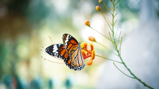 Vulnerable Butterflies More Likely to Survive With a Little Human-Led Habitat Management