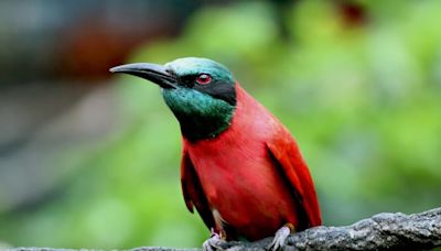 Feed the birds: How technology is helping Disney monitor bird diets