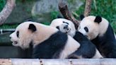 San Francisco will get its own giant pandas, Mayor Breed announces