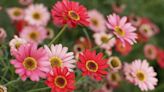 Grow This Garden Staple: Long-Lasting Gerbera Daisies