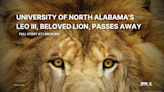 University of North Alabama’s Leo III, beloved lion, passes away