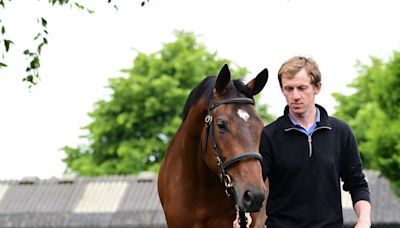 Gordon Elliott splashes €350,000 on half-brother to three Grade 1 winners after going head-to-head with Emmet Mullins